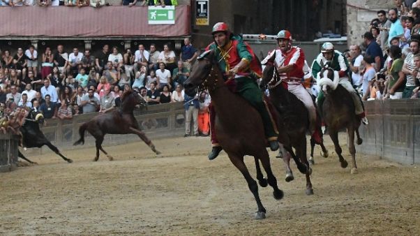Cavalli Palio progetto alternanza scuola Cavalli Palio progetto alternanza scuola
