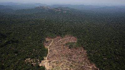 قطع أشجار غابات الأمازون بالبرازيل يبلغ أعلى مستوياته منذ عقد