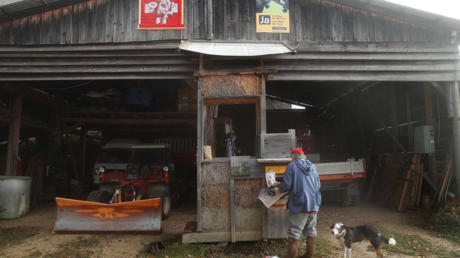 Swiss voters reject cow horn initiative - Swiss TV