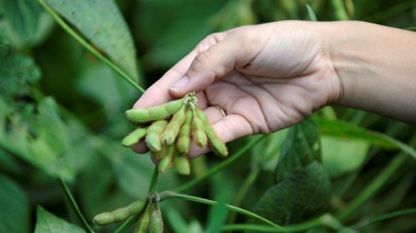 Single word keeps some farmers from getting Trump's aid to offset tariffs Single word keeps some farmers from getting Trump's aid to offset tariffs