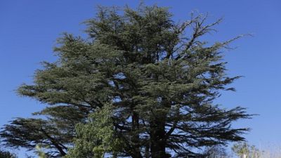 Un cèdre dans la forêt de Tannourine, le 30 octobre 2018 au Liban Un cèdre dans la forêt de Tannourine, le 30 octobre 2018 au Liban
