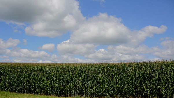 Penny for your corn? Stingy trade-war aid irks U.S. farmers Penny for your corn? Stingy trade-war aid irks U.S. farmers