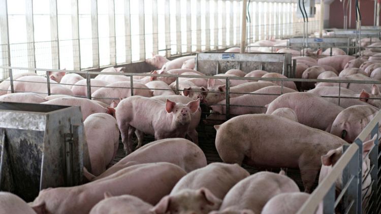 China buys U.S. pork despite trade tariffs as hog disease spreads