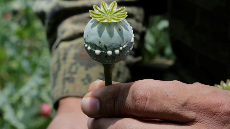 Mexican opium poppy crop rose by a fifth from 2015-2017 - Mexico-U.N. report