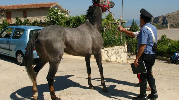 Corsa cavalli clandestina, sette arresti Corsa cavalli clandestina, sette arresti