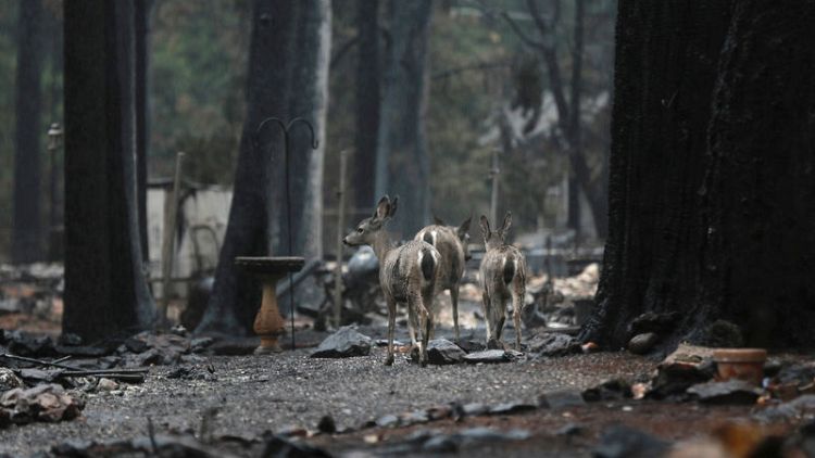 Parts of ravaged Paradise open for first time since California wildfire
