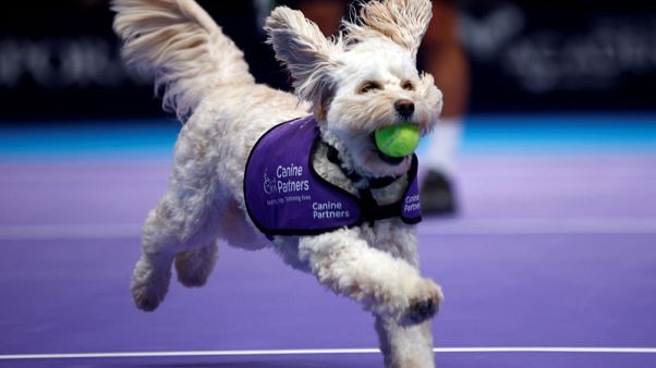 Fetch! Canines play role of 'ball dogs' at London tennis event Fetch! Canines play role of 'ball dogs' at London tennis event