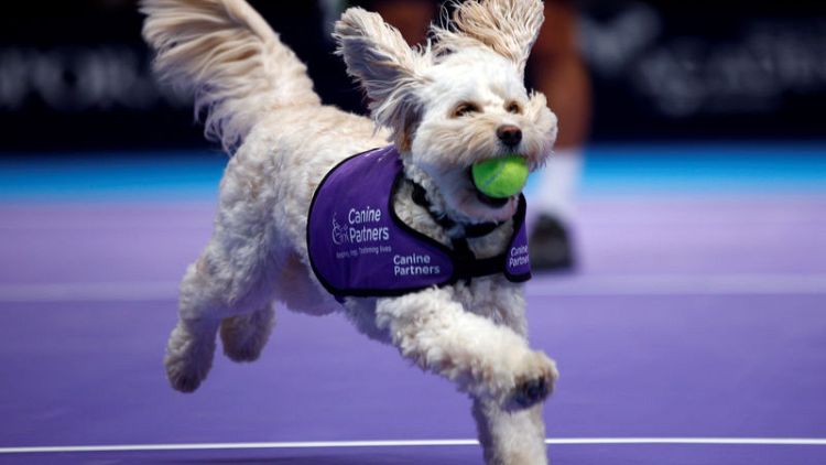 Fetch! Canines play role of 'ball dogs' at London tennis event