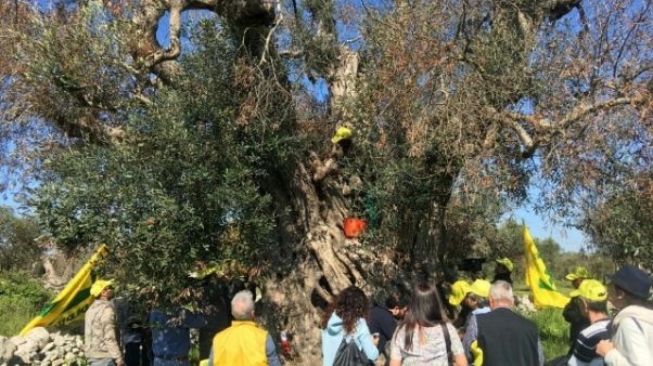 Xylella avanza verso Nord, è a Fasano Xylella avanza verso Nord, è a Fasano