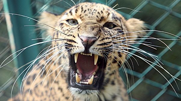Hunt on in India for leopard that killed meditating monk Hunt on in India for leopard that killed meditating monk