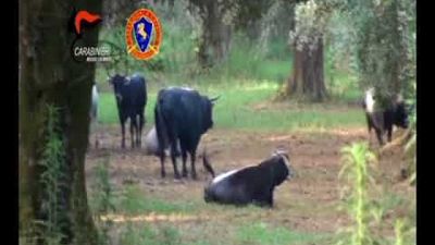 Prefettura Reggio contro "vacche sacre"