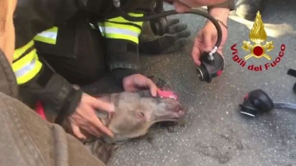 Vigili fuoco salvano cane intossicato Vigili fuoco salvano cane intossicato