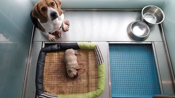 Two of a kind - China's first pet cloning service duplicates star pooch Two of a kind - China's first pet cloning service duplicates star pooch