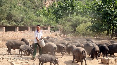 الصين تعلن عن تفش جديد لحمى الخنازير الأفريقية في جنوب البلاد