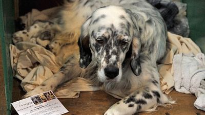 Seppellì via cagnolina, condannato Seppellì via cagnolina, condannato