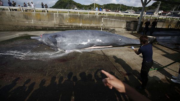 Japan to withdraw from International Whaling Commission - Kyodo News Japan to withdraw from International Whaling Commission - Kyodo News