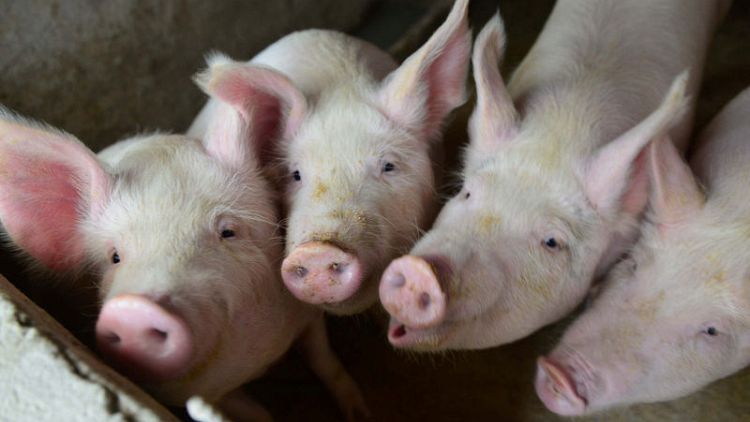 الصين تعلن عن تفش جديد لحمى الخنازير الأفريقية