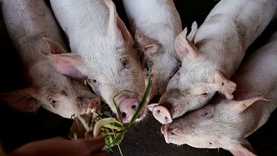 الصين تعلن عن بؤرة جديدة لحمى الخنازير الأفريقية في إقليم فوجيان