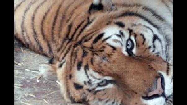 Salta recinto tigri e viene aggredito Salta recinto tigri e viene aggredito