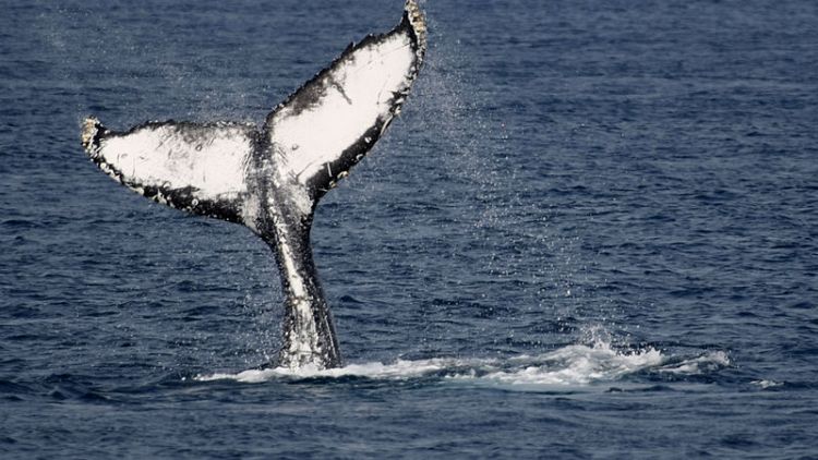 Japan to withdraw from International Whaling Commission