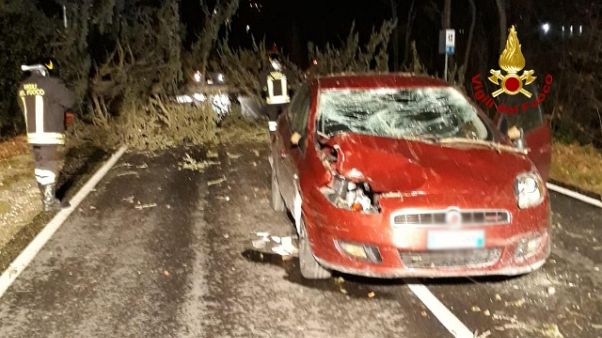 Maltempo,albero cade su auto in transito Maltempo,albero cade su auto in transito