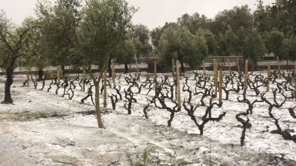 Imbiancati i vigneti del Negroamaro Imbiancati i vigneti del Negroamaro