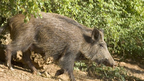 Federcaccia, limiti gestione cinghiali Federcaccia, limiti gestione cinghiali