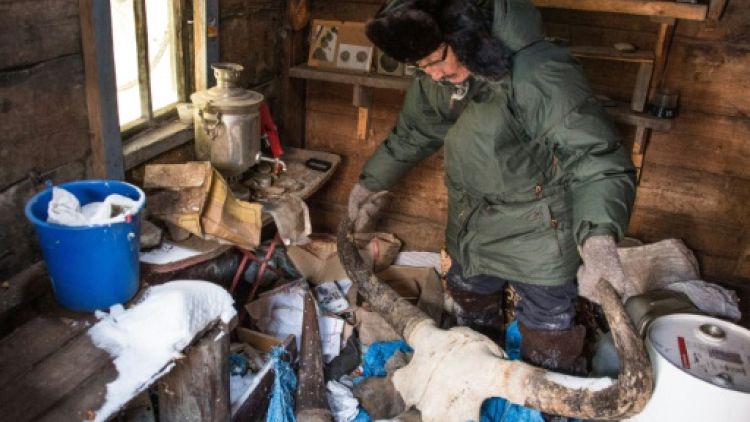 Mammouths en Sibérie: la ruée vers "l'ivoire des glaces"