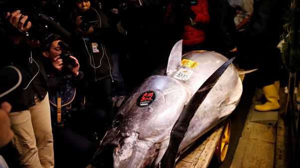 بيع سمكة تونة بأكثر من 3 ملايين دولار في مزاد بطوكيو بيع سمكة تونة بأكثر من 3 ملايين دولار في مزاد بطوكيو