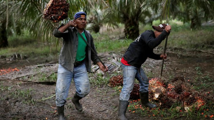 Guatemalan farms shift to palm oil, fuelling family migration