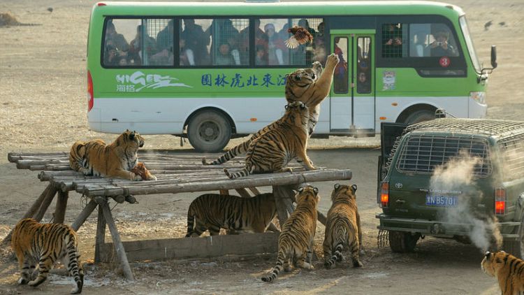 Profit-hungry tiger breeders behind push to lift China’s trading ban