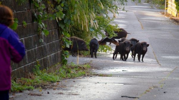 Cinghiali in A1, domani vertice a Lodi Cinghiali in A1, domani vertice a Lodi