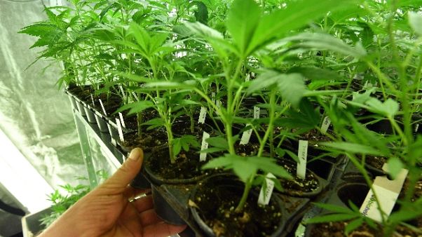 Cannabis:Mantero (M5S),ok uso ricreativo Cannabis:Mantero (M5S),ok uso ricreativo