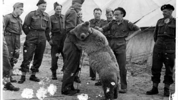 Un vrai "ours soldat" de la 2e Guerre mondiale héros d'un dessin animé Un vrai "ours soldat" de la 2e Guerre mondiale héros d'un dessin animé