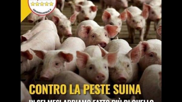 Peste suina: polemica Grillo-Pigliaru Peste suina: polemica Grillo-Pigliaru