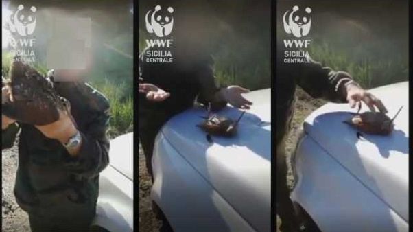 Cacciatore ferisce beccaccia e poi filma Cacciatore ferisce beccaccia e poi filma