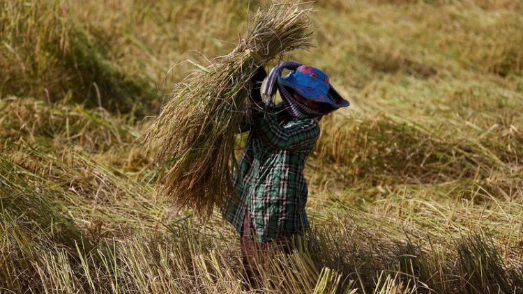 EU to impose tariffs on Myanmar, Cambodia rice for three years