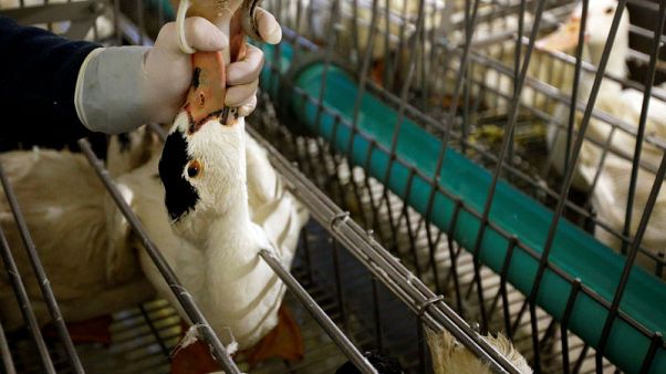 French foie gras makers fed up by toughened California ban French foie gras makers fed up by toughened California ban