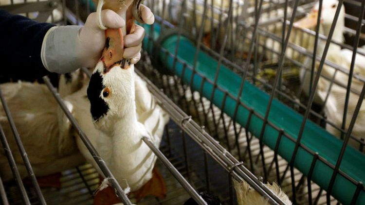 French foie gras makers fed up by toughened California ban
