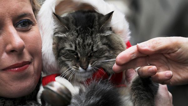 Pets, owners flock to Madrid church for blessing of animals Pets, owners flock to Madrid church for blessing of animals