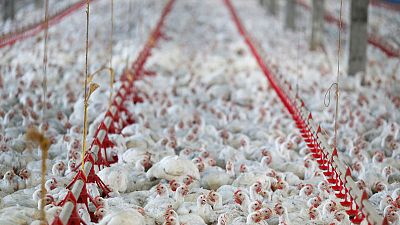 السعودية تقلص قائمة مصدري الدجاج البرازيليين المرخصين