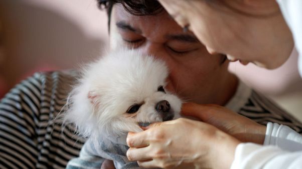 Like a son but cheaper - harried South Koreans pamper pets instead of having kids Like a son but cheaper - harried South Koreans pamper pets instead of having kids