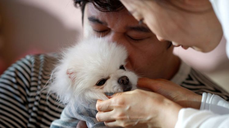 Like a son but cheaper - harried South Koreans pamper pets instead of having kids