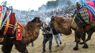 En Turquie, des chameaux se battent dans l'arène En Turquie, des chameaux se battent dans l'arène