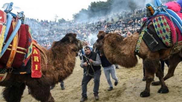 En Turquie, des chameaux se battent dans l'arène En Turquie, des chameaux se battent dans l'arène