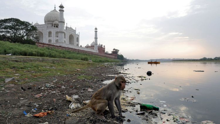 Taj Mahal police take aim at marauding monkeys with slingshots