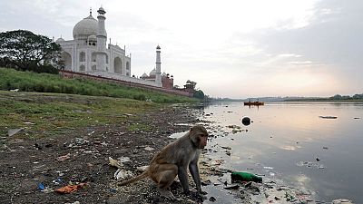 الشرطة الهندية تطارد القرود في تاج محل.. بالنبال