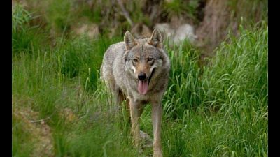 Pericolo lupo in tre aree Trentino Pericolo lupo in tre aree Trentino