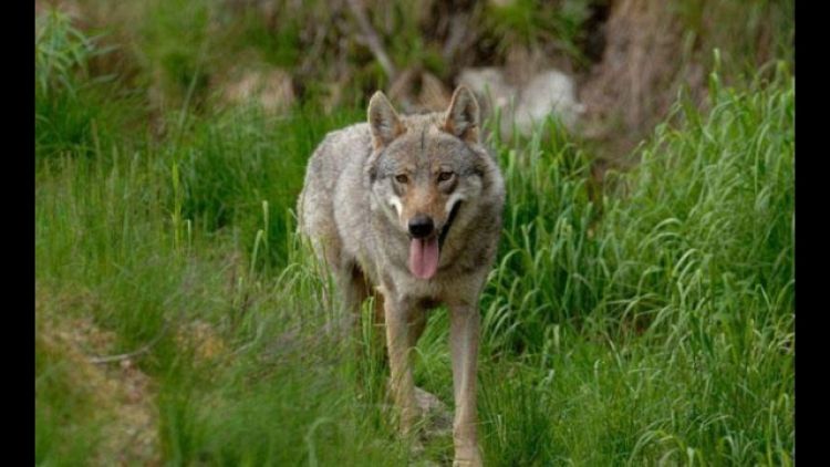 Pericolo lupo in tre aree Trentino