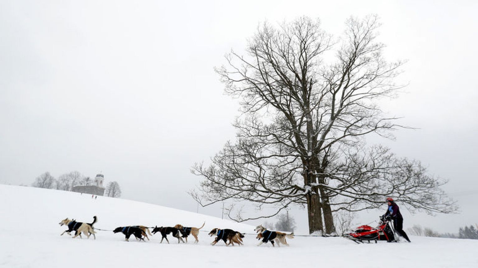 Czech 'musher' wins 300-km dogsled race through snowy mountains